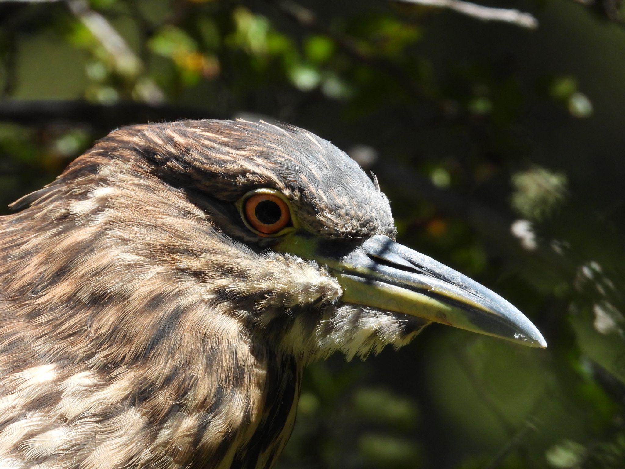 Primer plano de una garza bruja registrada durante el monitoreo
